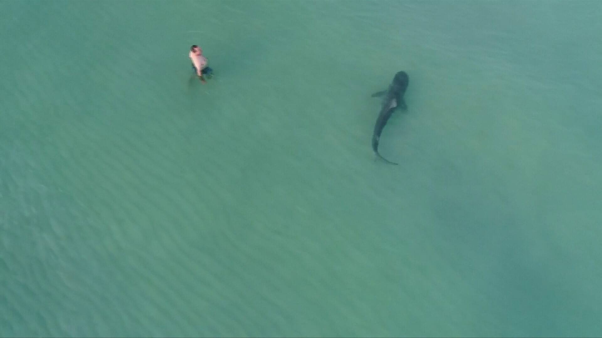 5 tips to avoid being attacked by a shark