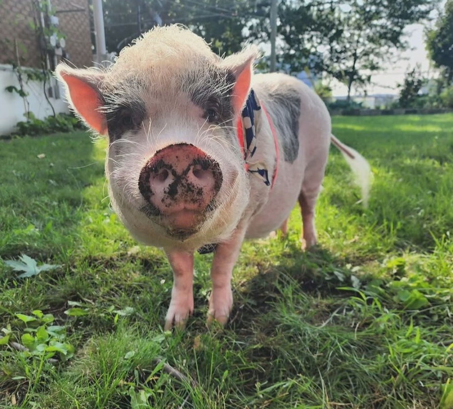 «J’étais tellement triste»: une Montréalaise pourrait perdre son cochon miniature en raison d’un règlement municipal