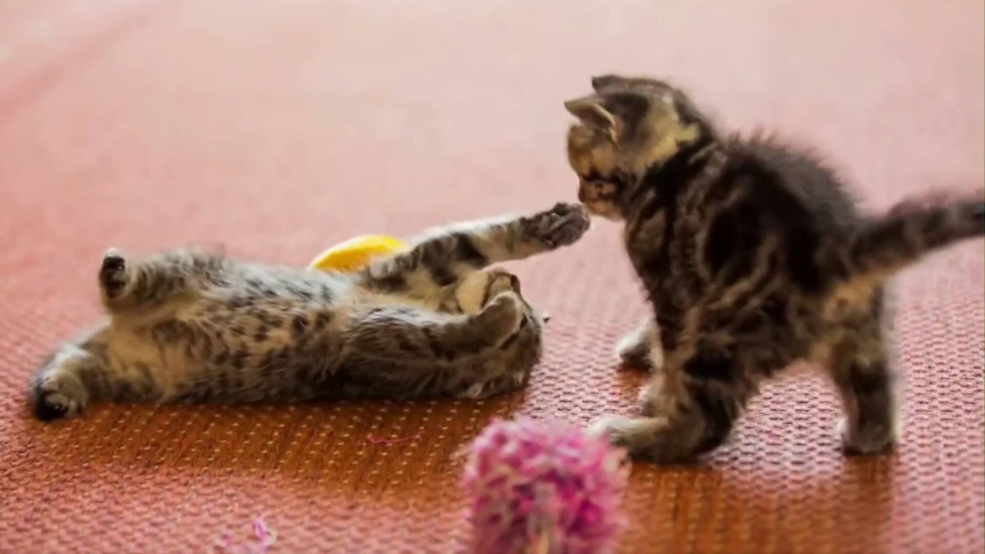 Le pouvoir du mignon