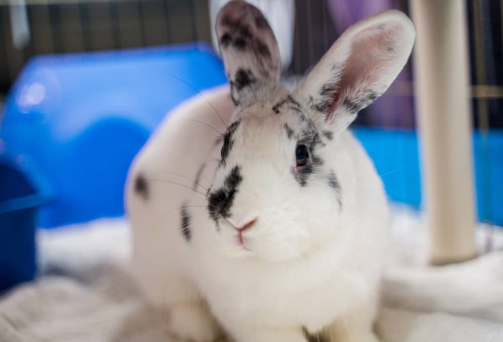 Cette lapine errante cherche son match parfait