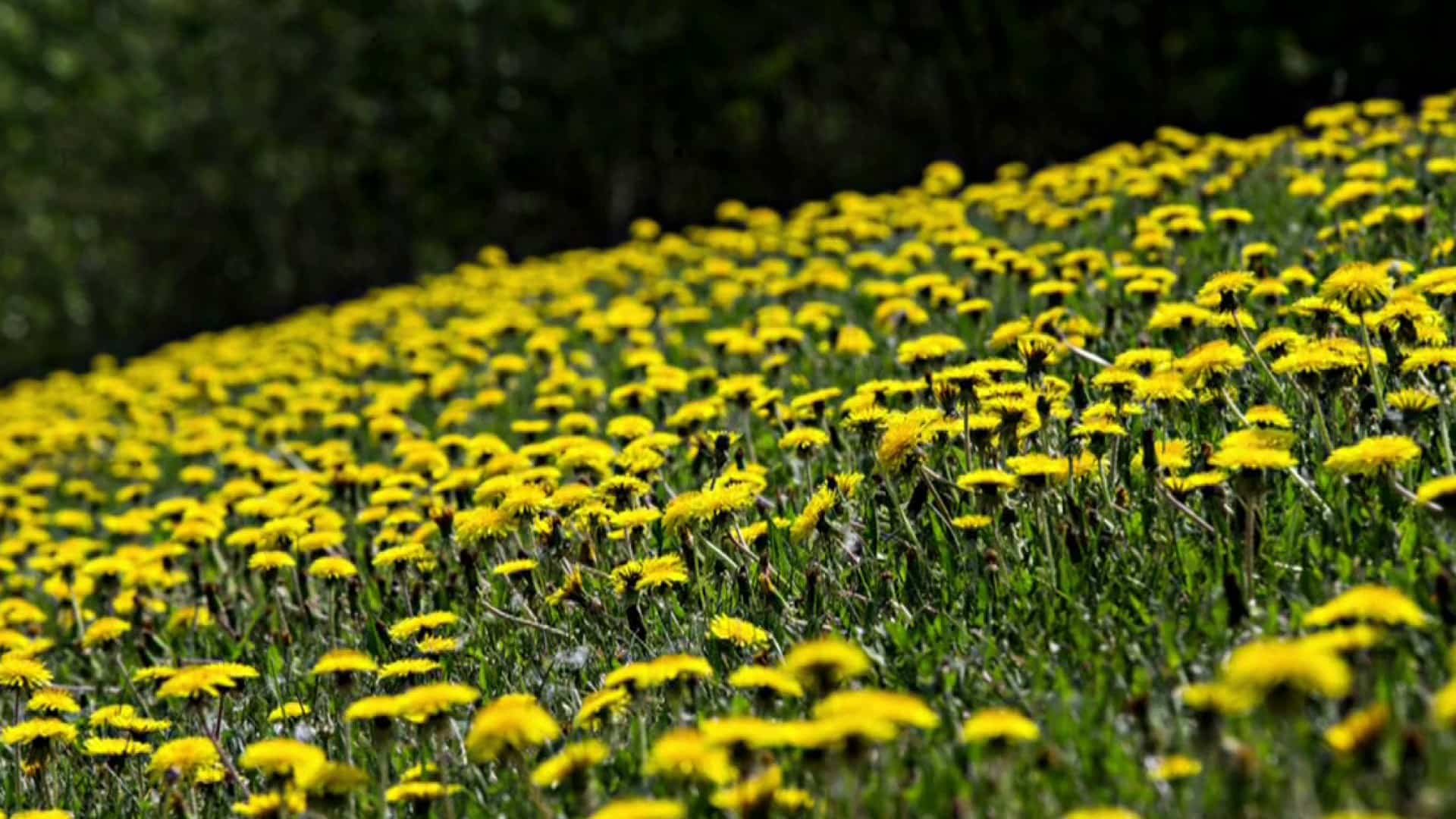 Une plante mal-aimée: le pissenlit