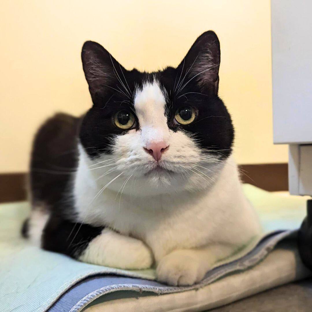 Cette chatte aimerait bien aller jouer chez vous