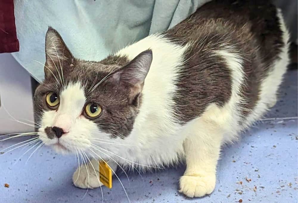 Leewak-Lucky se cherche une famille aimante