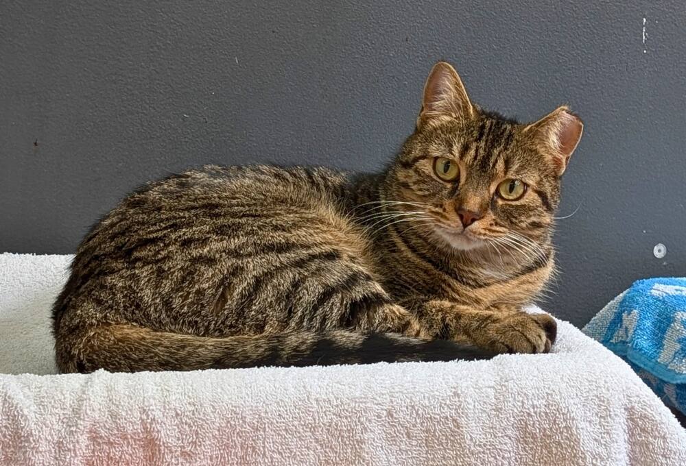 Cet adorable chat se cherche une nouvelle famille