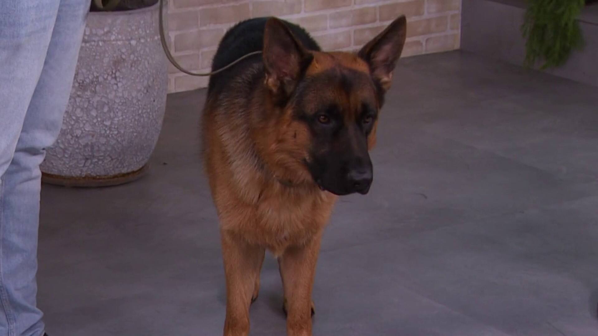 Éduquer et de socialiser notre chien