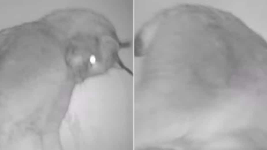Image principale de l'article Un lynx fait une culbute et c’est très cute