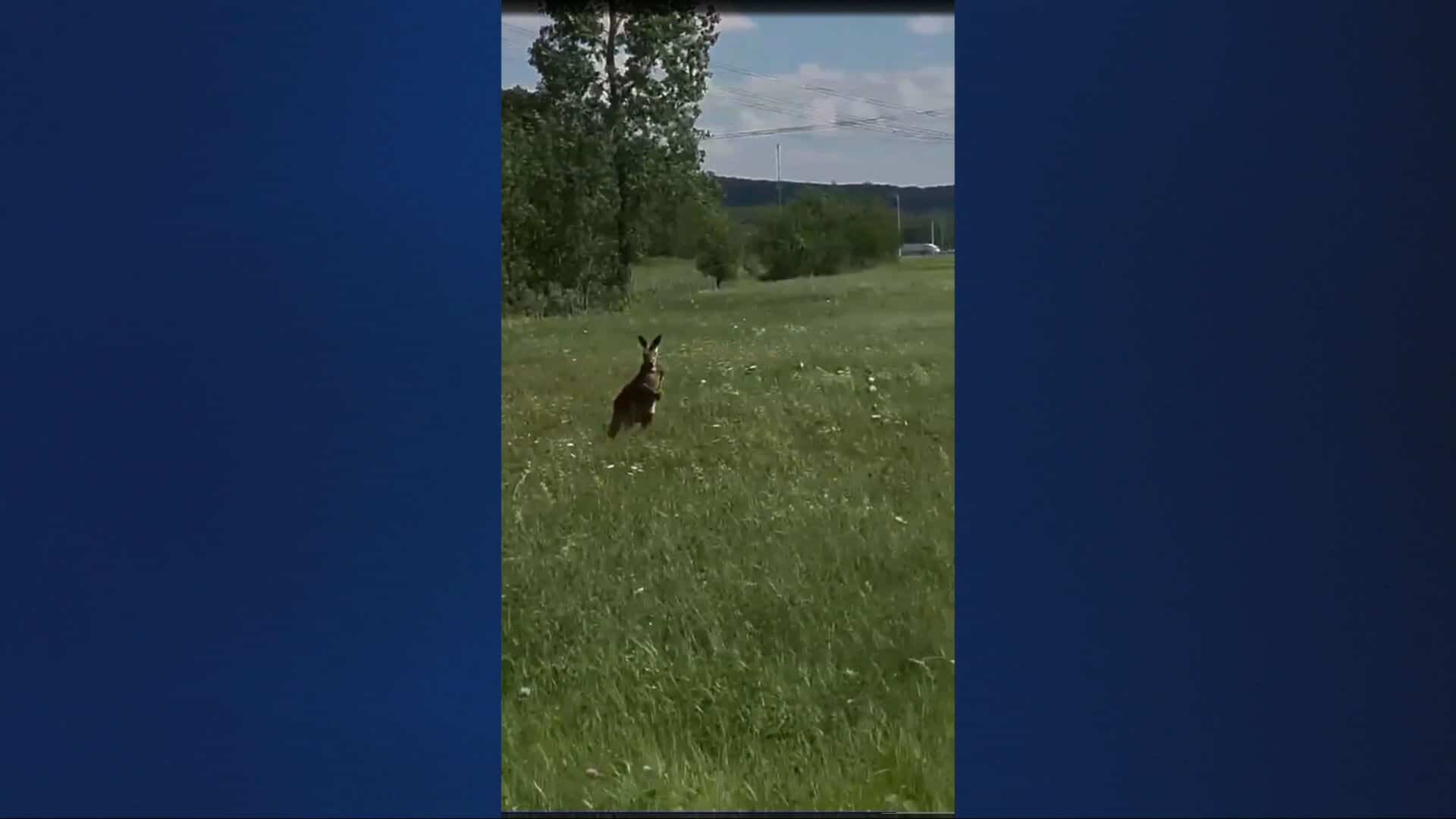 Un wallaby se promène sur un champ près de l'autoroute 20, à Boucherville.