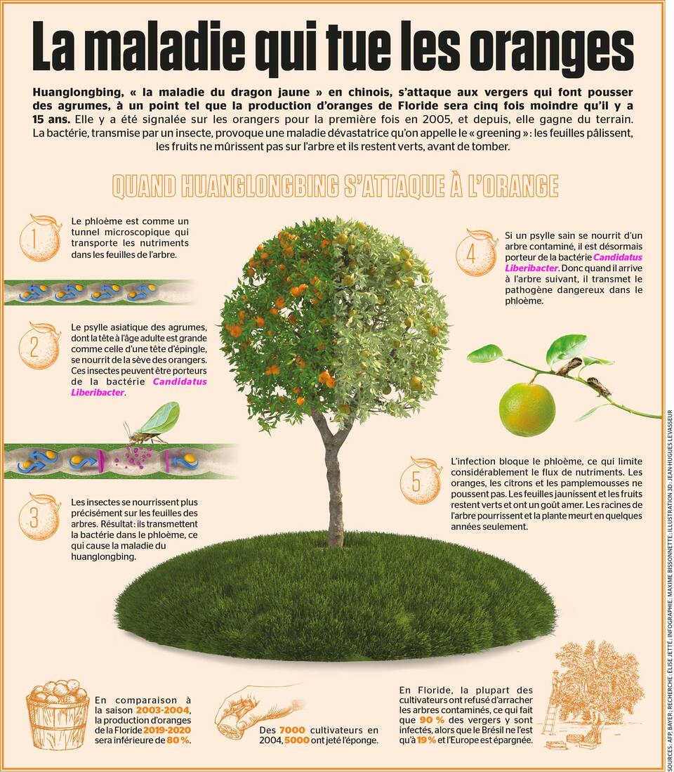 La maladie qui tue les oranges Le Journal de Montréal La maladie qui tue les oranges Le Journal de Montréal