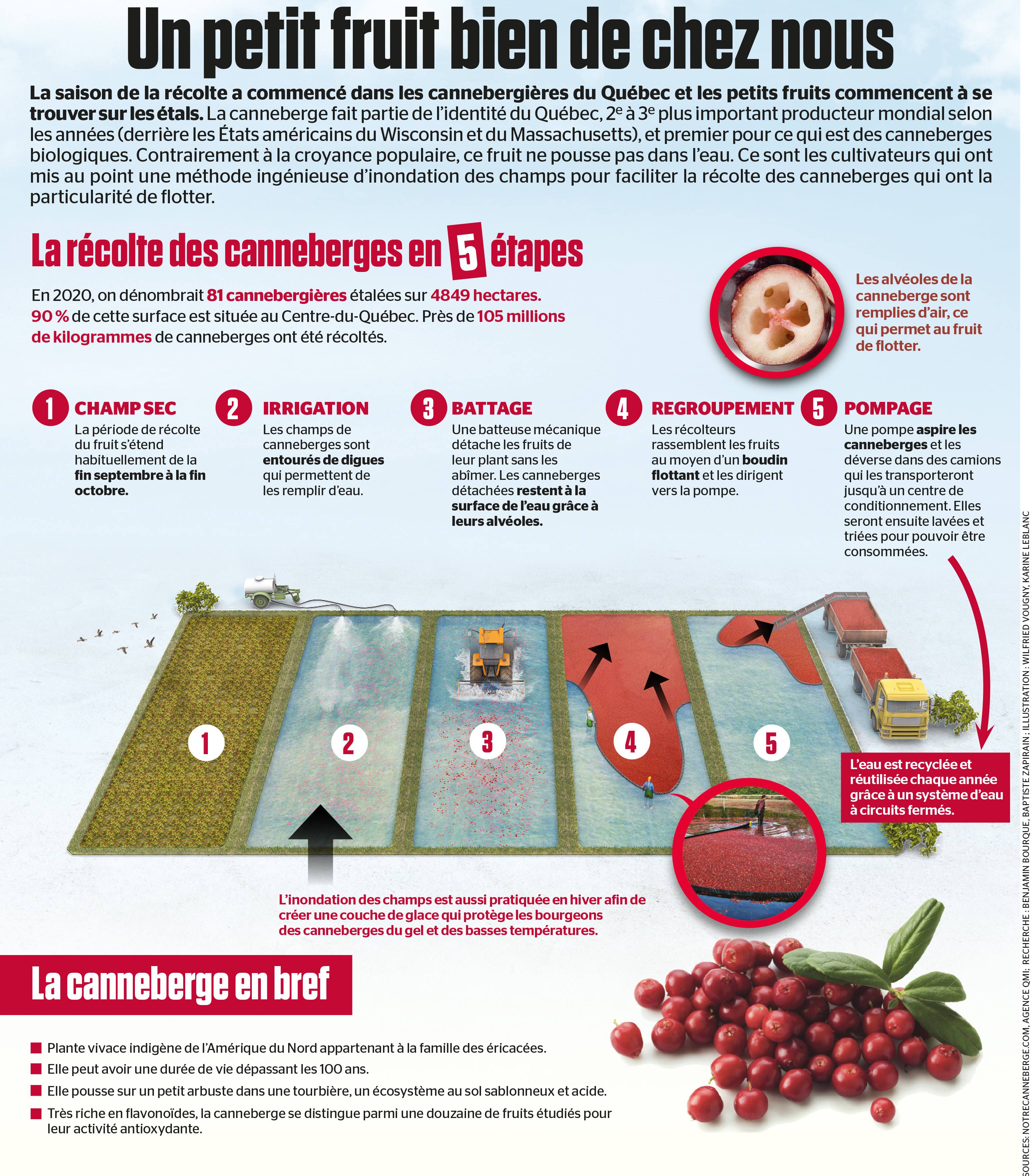 Un petit fruit bien de chez nous