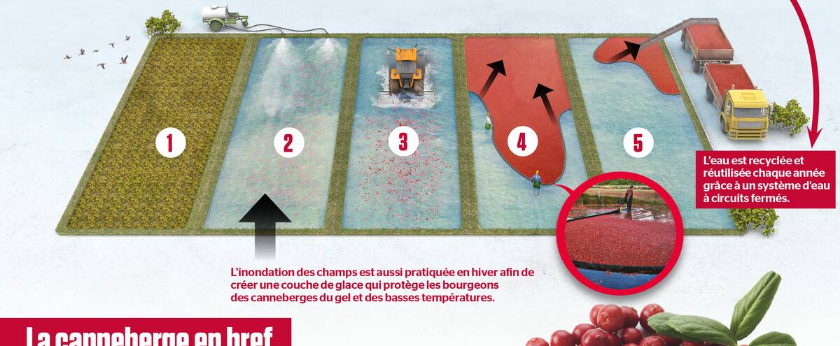 Un petit fruit bien de chez nous