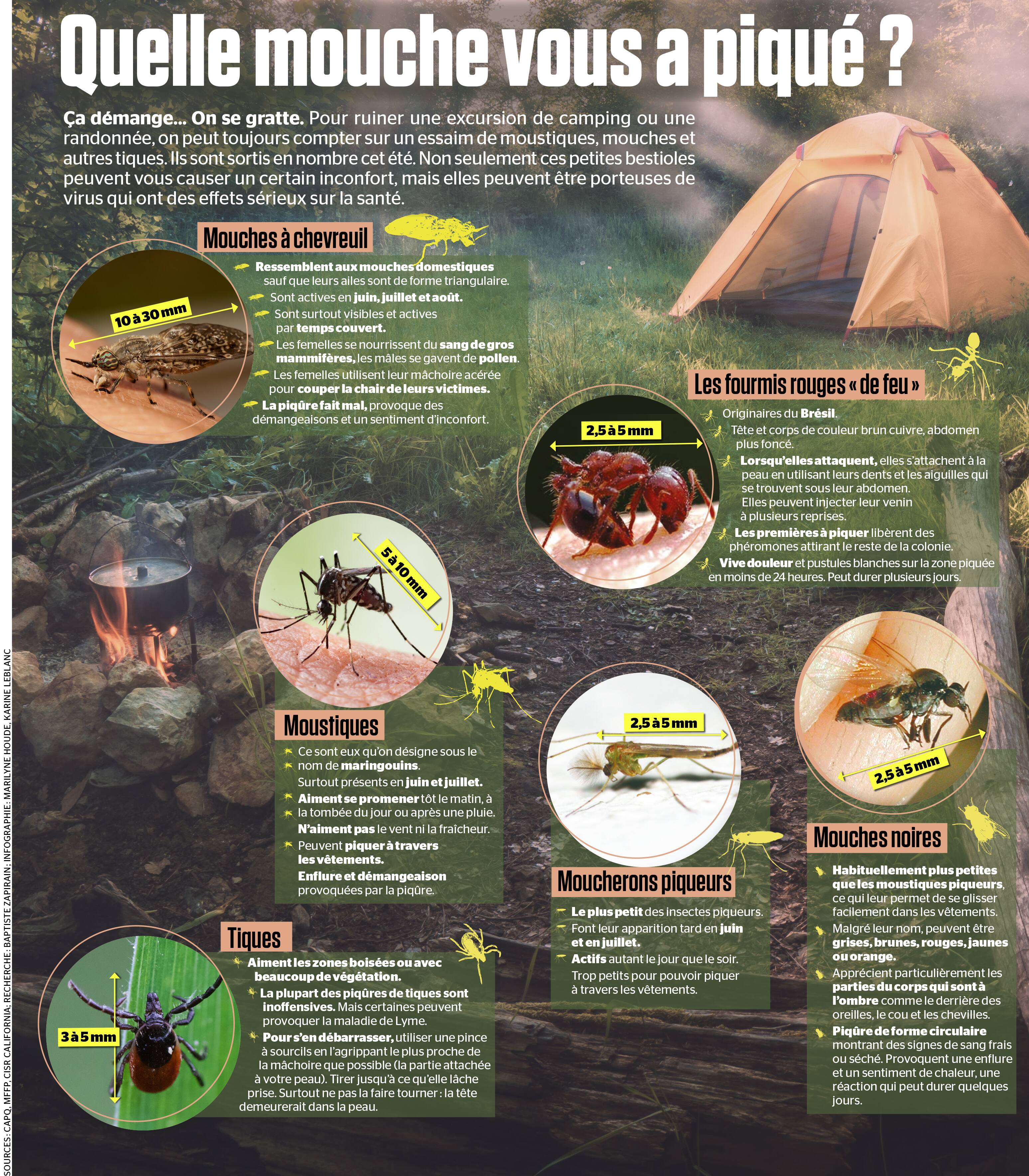 Quelle mouche vous a piqué? | Le Journal de Montréal