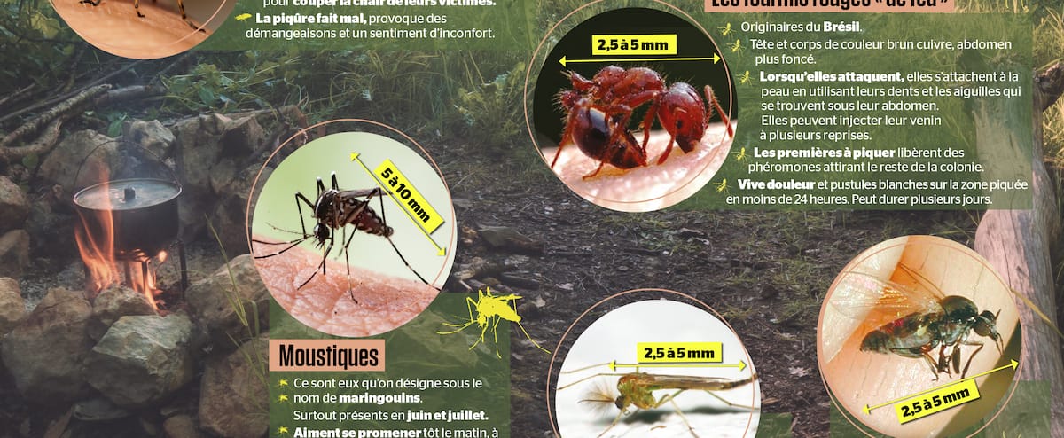 Quelle mouche vous a piqué? | Le Journal de Montréal