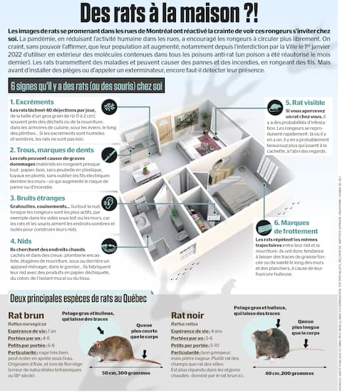 Quebec Rats Des rats à la maison?! | Le Journal de Montréal