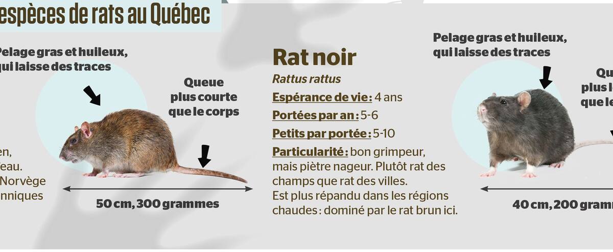 Quebec Rats Des rats à la maison?! | Le Journal de Montréal