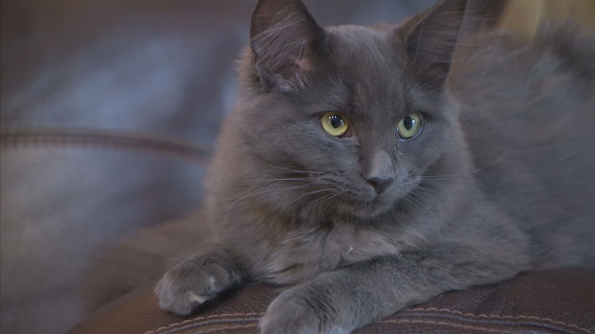 Les chats ne pourront bientôt plus être dégriffés