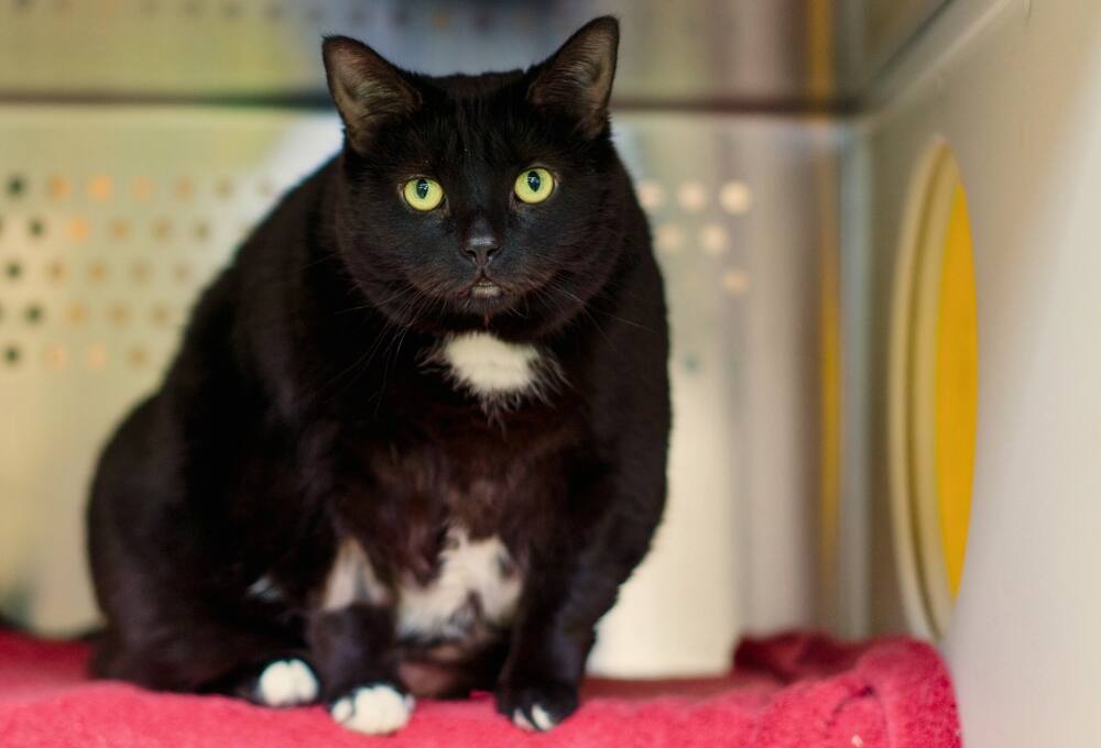 Vous pouvez adopter un animal de compagnie gratuitement aujourd'hui