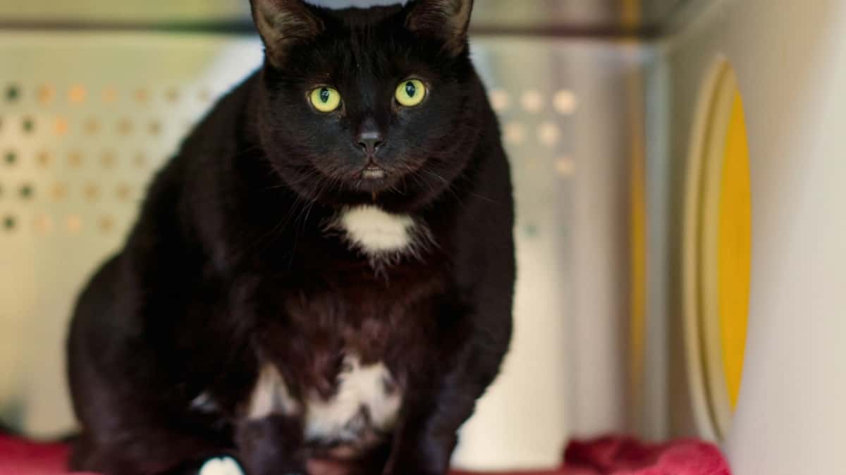 Vous pouvez adopter un animal de compagnie gratuitement aujourd'hui