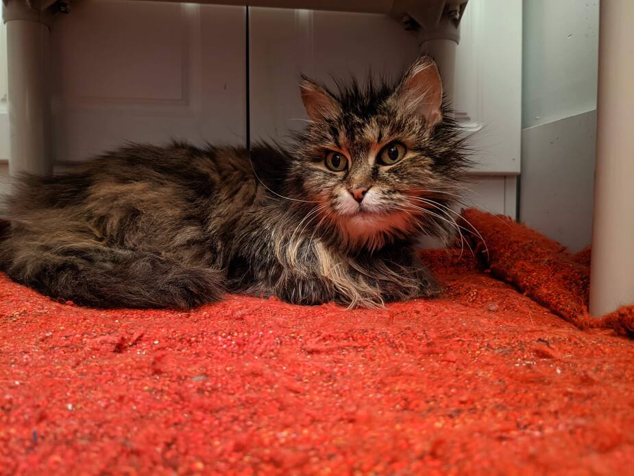 Image principale de l'article SPCA : ces 2 chats âgés cherchent une famille