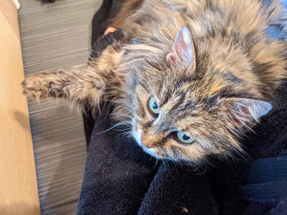 Ces 2 Chats Ages Cherchent Une Nouvelle Famille Pour Leur Retraite Salut Bonjour Ces 2 Chats Ages Cherchent Une Nouvelle Famille Pour Leur Retraite Salut Bonjour