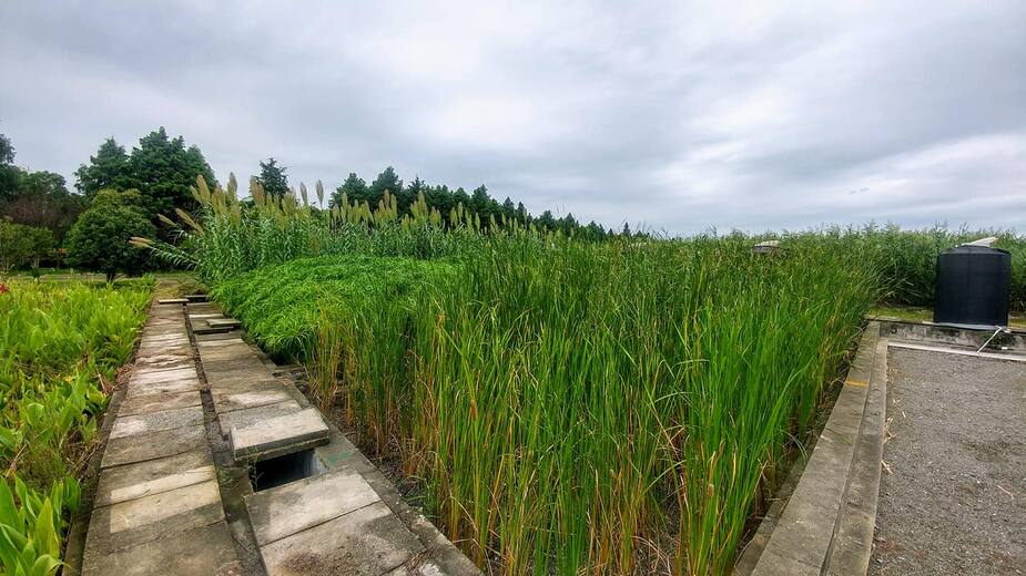 Image principale de l'article Les plantes pour lutter contre la crise climatique