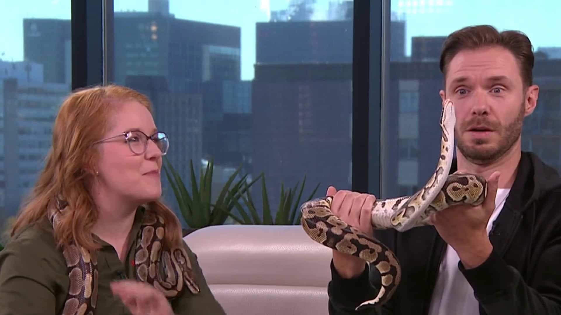 Des pythons sur le plateau de Salut Bonjour