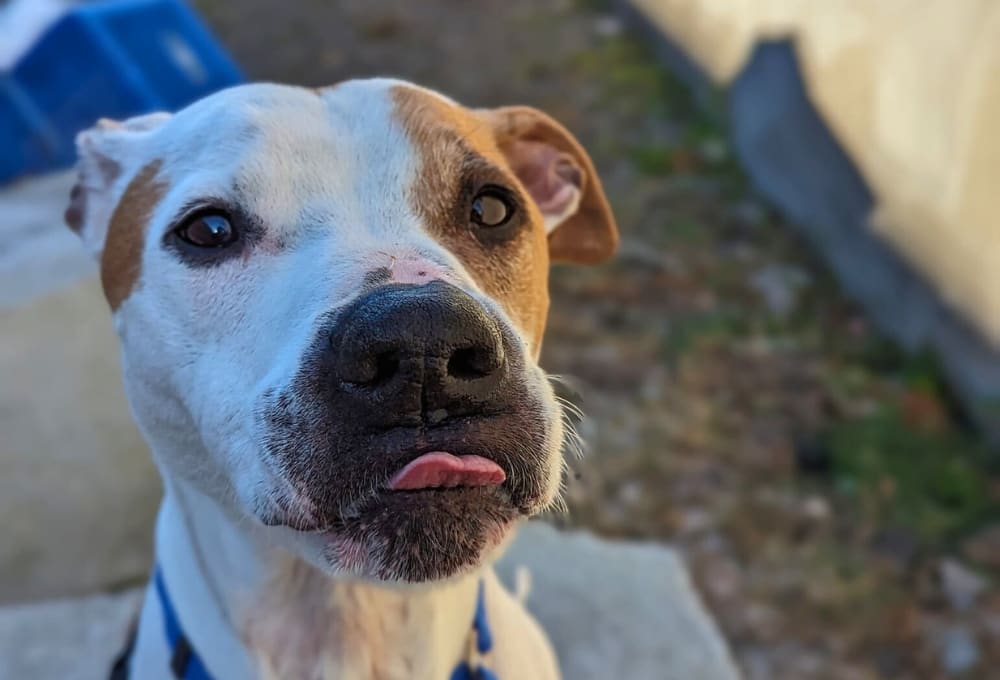 Max veut devenir la meilleure version de lui-même