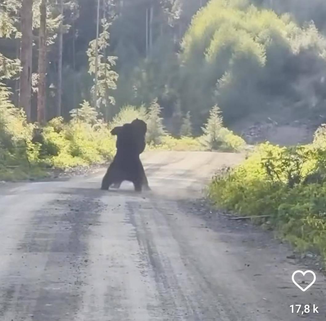 VID&Eacute;O | Des ours noirs se livrent une violente bataille au Yukon