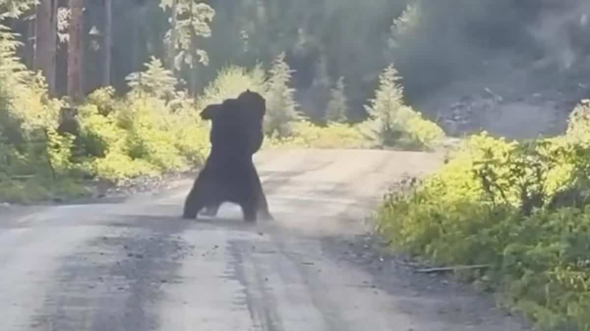 VIDÉO | Des ours noirs se livrent une violente bataille au Yukon