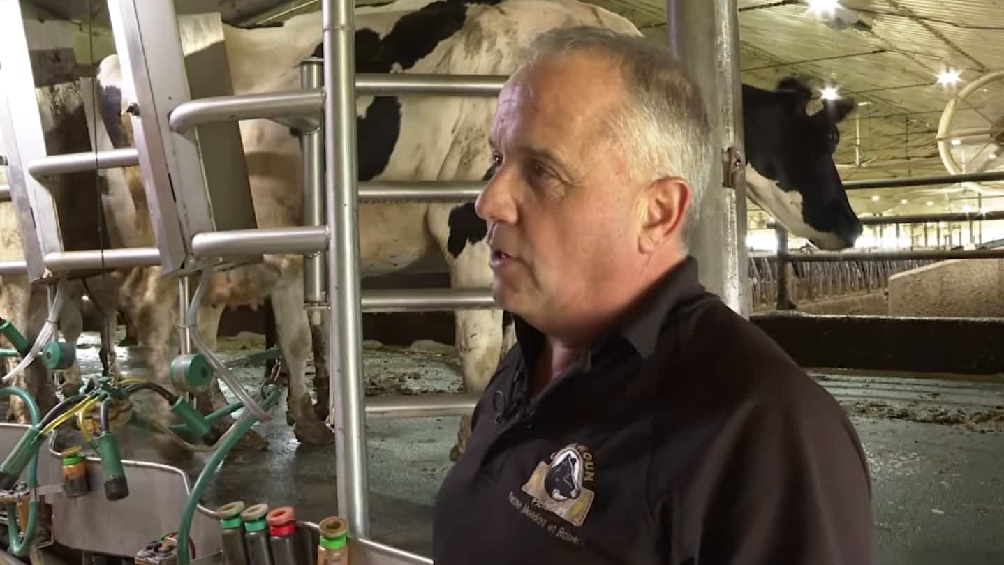 Bien-être animal: une facture de 600 M$ pour les producteurs laitiers