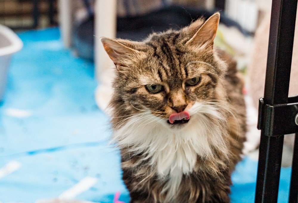 Minou est à la recherche d’une nouvelle famille