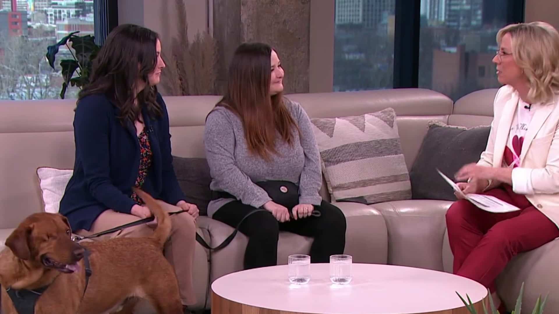 Un organisme qui vient en aide aux animaux