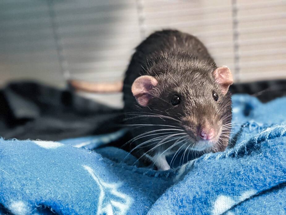 Image principale de l'article SPCA DE MONTRÉAL : Nafania cherche votre compagnie