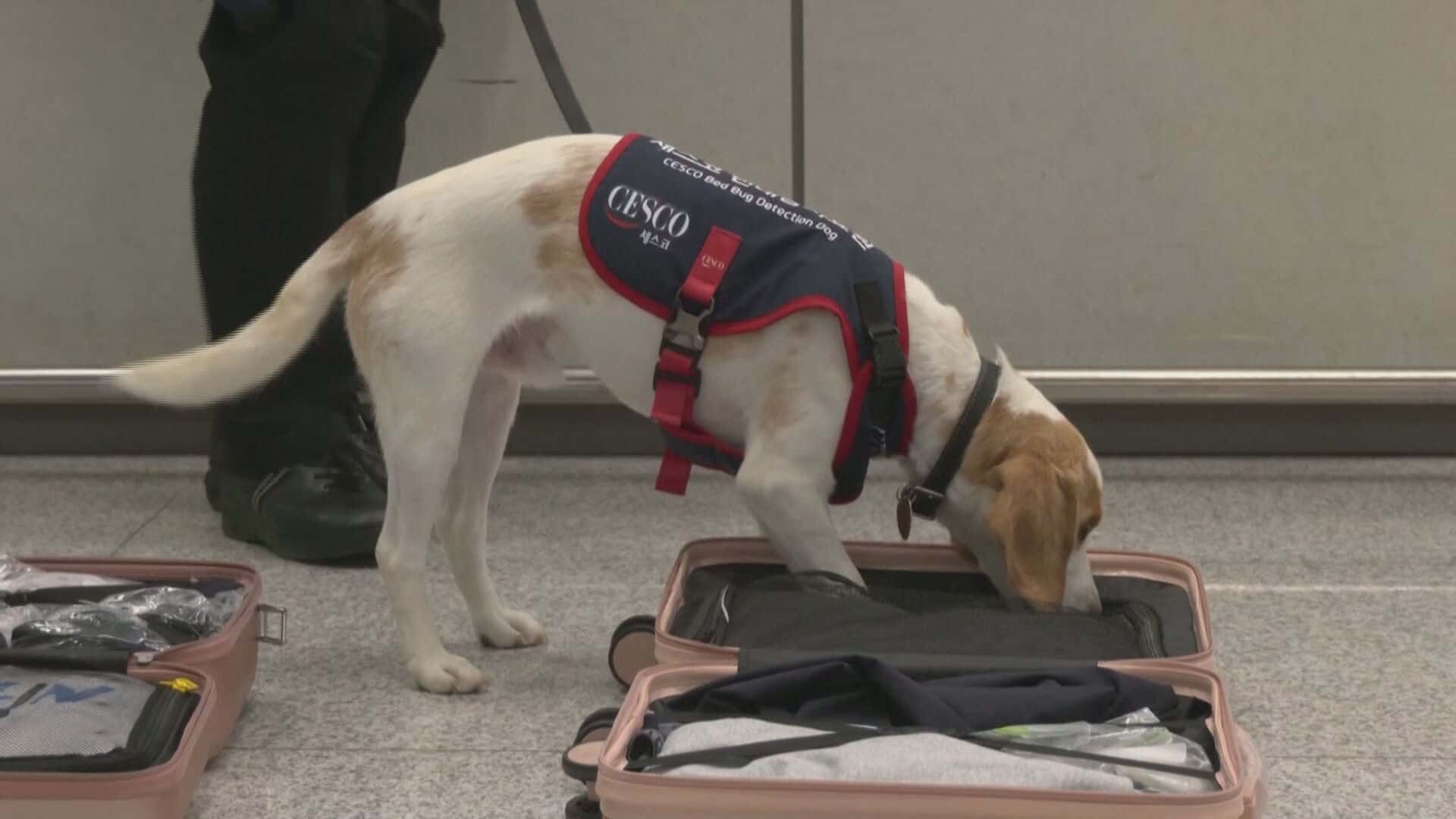 Un chien pour d&eacute;tecter des punaises de lit au retour des athl&egrave;tes des JO dans cet a&eacute;roport