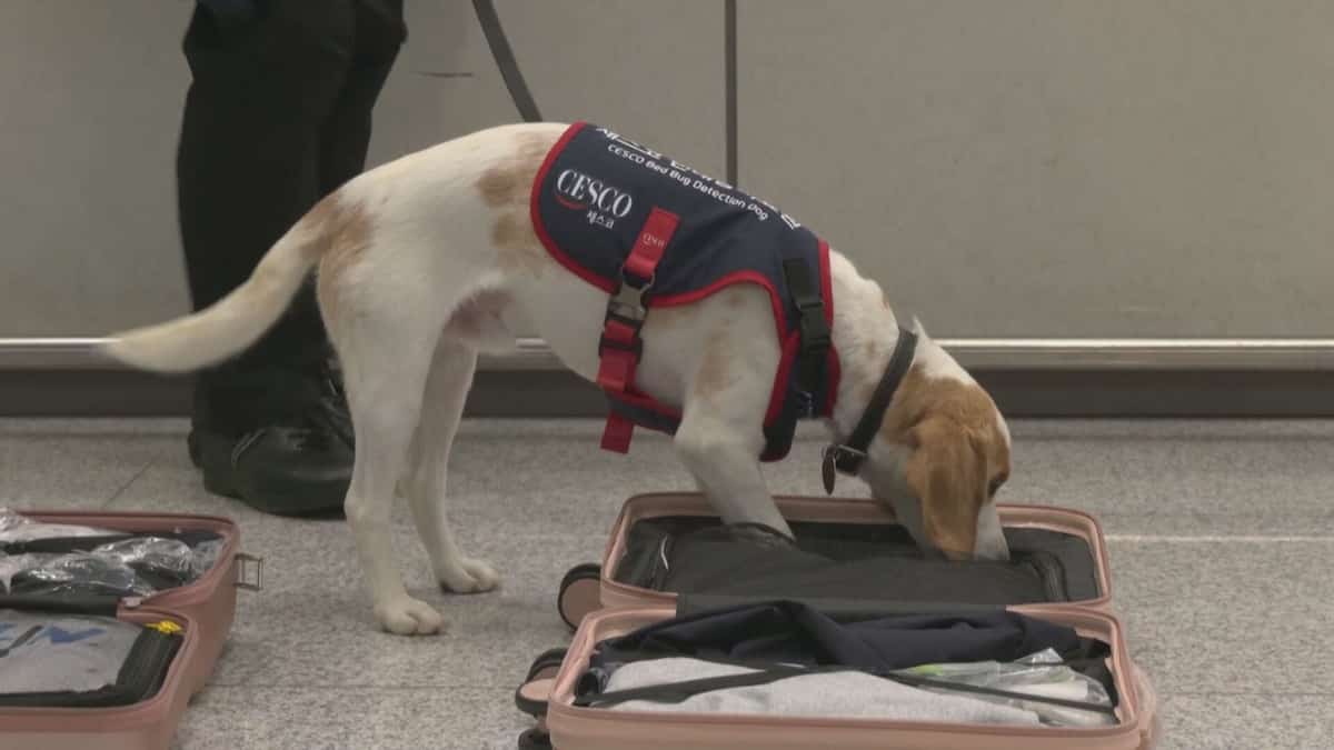 Un chien pour détecter des punaises de lit au retour des athlètes des JO dans cet aéroport