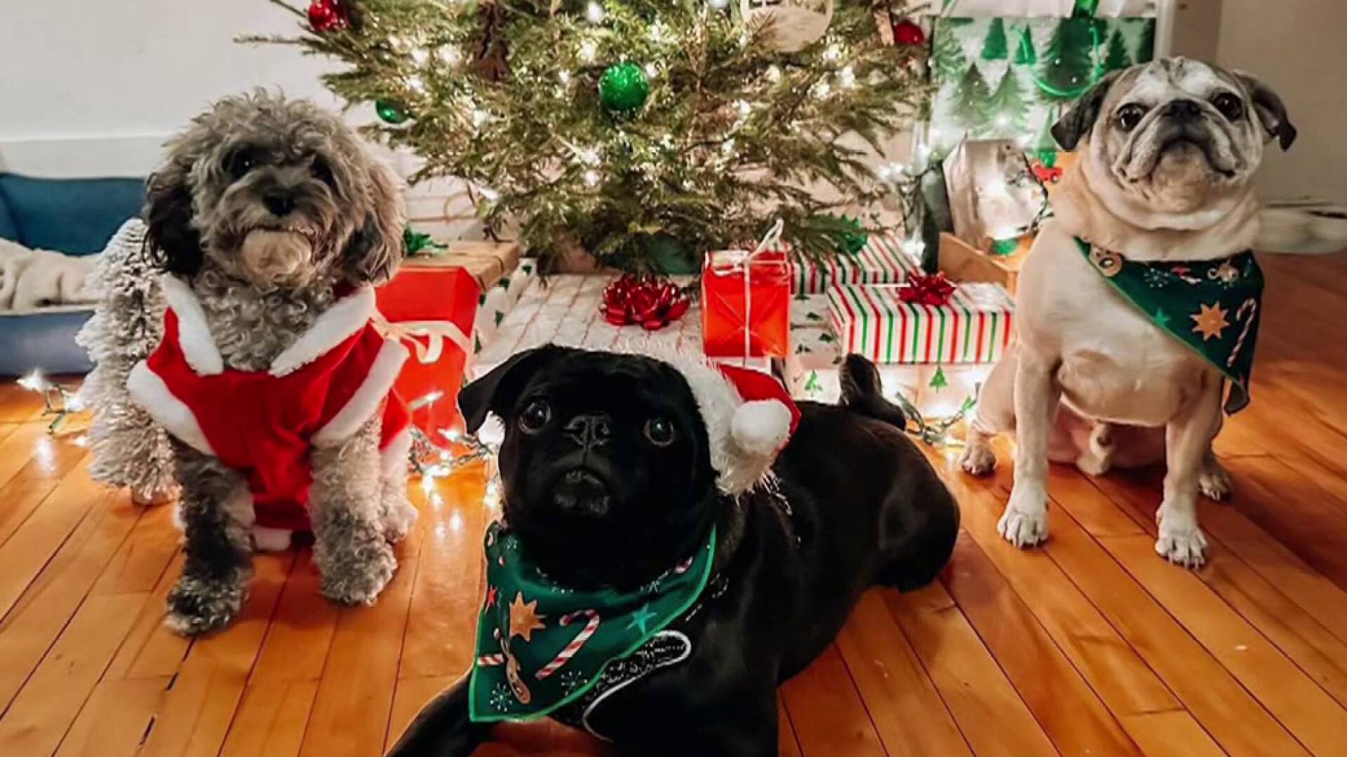 Noël avec notre chien
