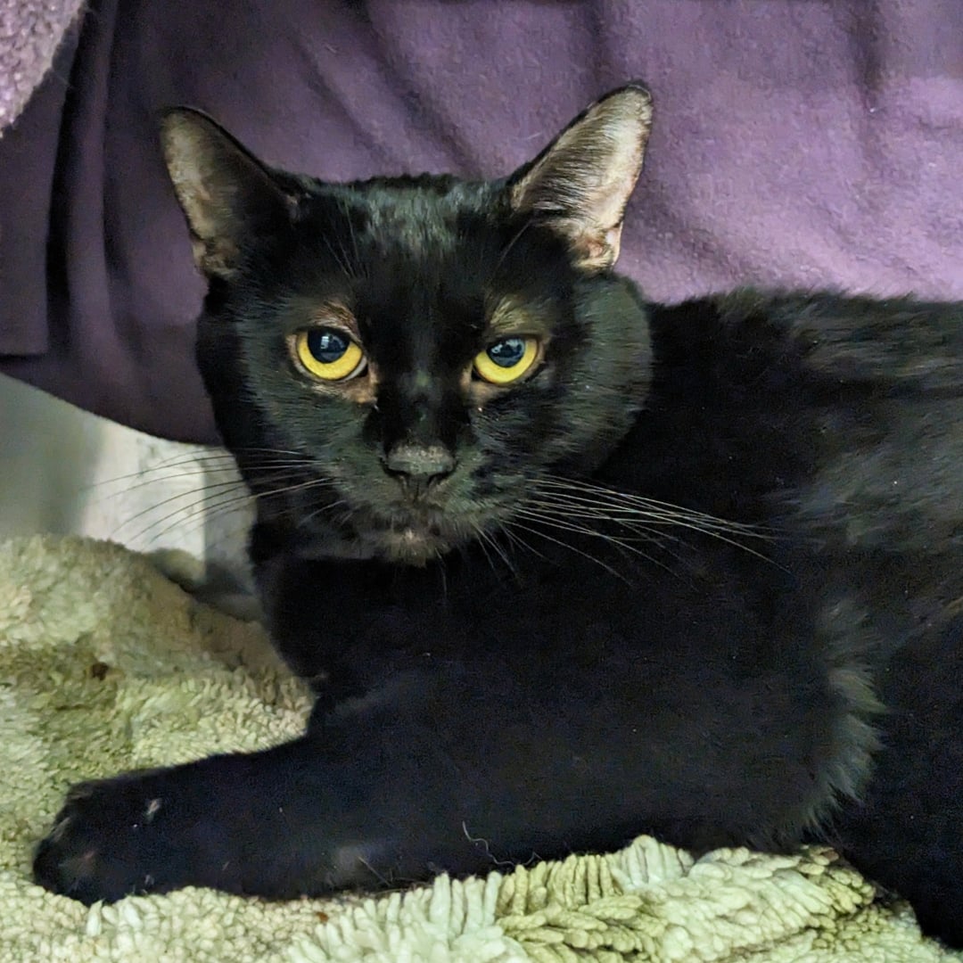 Les chats noirs ont aussi droit à une famille