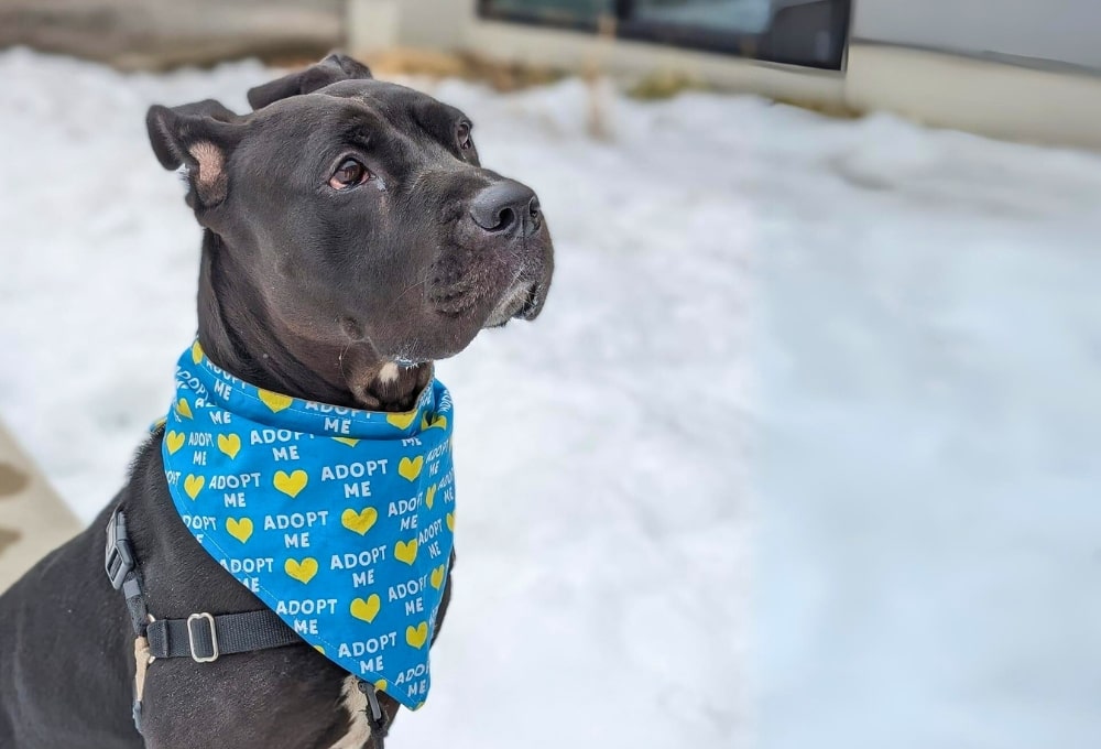 Nola, oubliée à cause de la couleur de son pelage