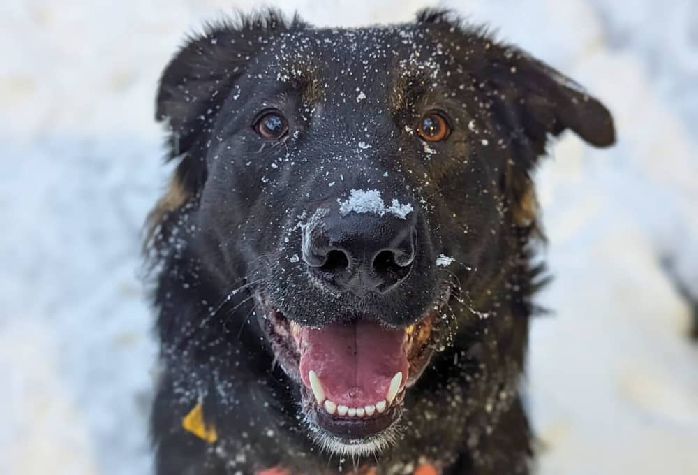 Ce chien cherche à se poser dans une famille 