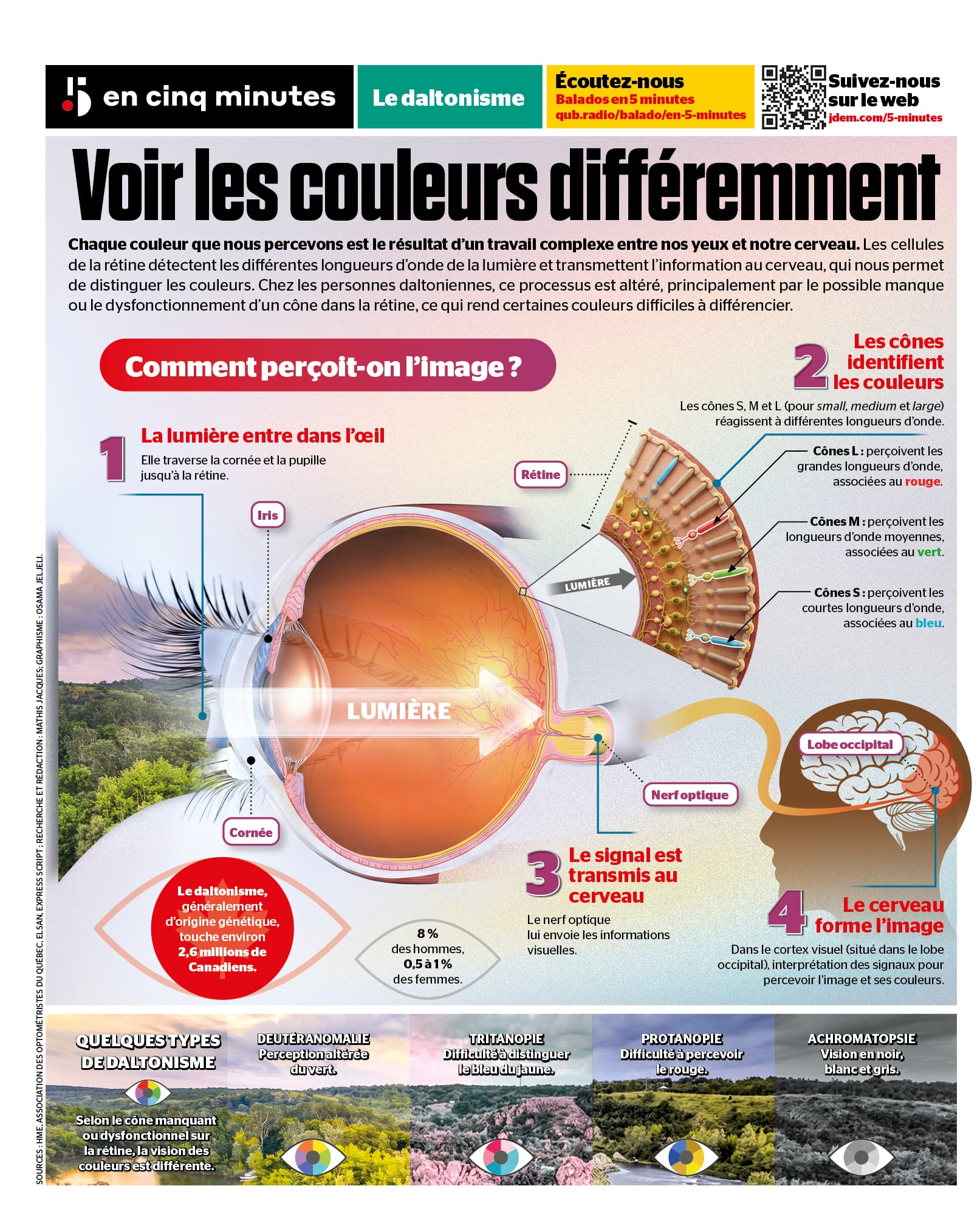 INFOGRAPHIE | Pourquoi certaines personnes voient-elles différemment les couleurs?