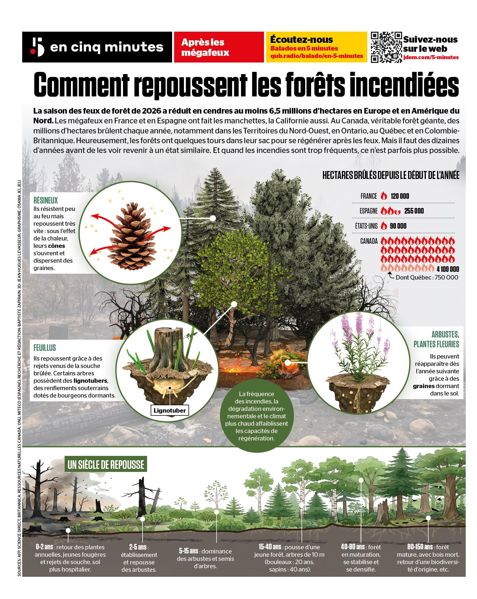 INFOGRAPHIE | Comment repoussent les forêts incendiées