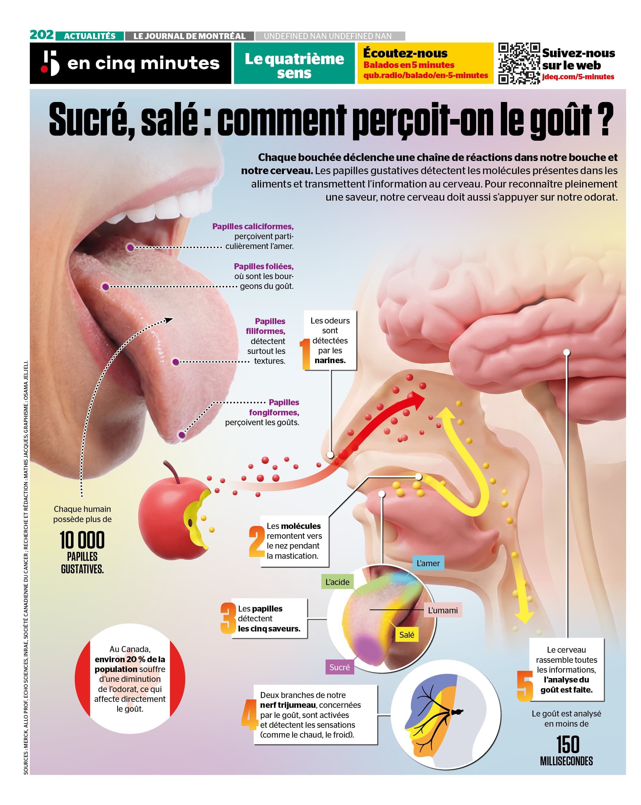 INFOGRAPHIE | Sucré, salé, amer : comment perçoit-on le goût?