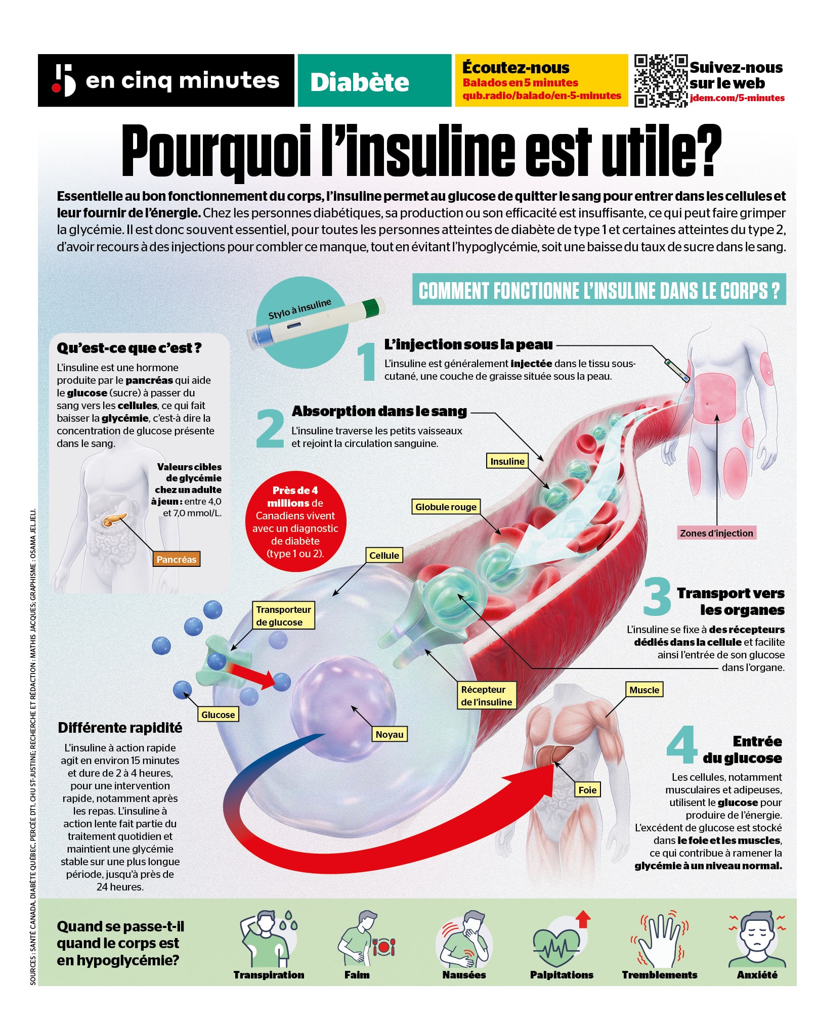 INFOGRAPHIE | Diabète: comment fonctionne l'insuline?