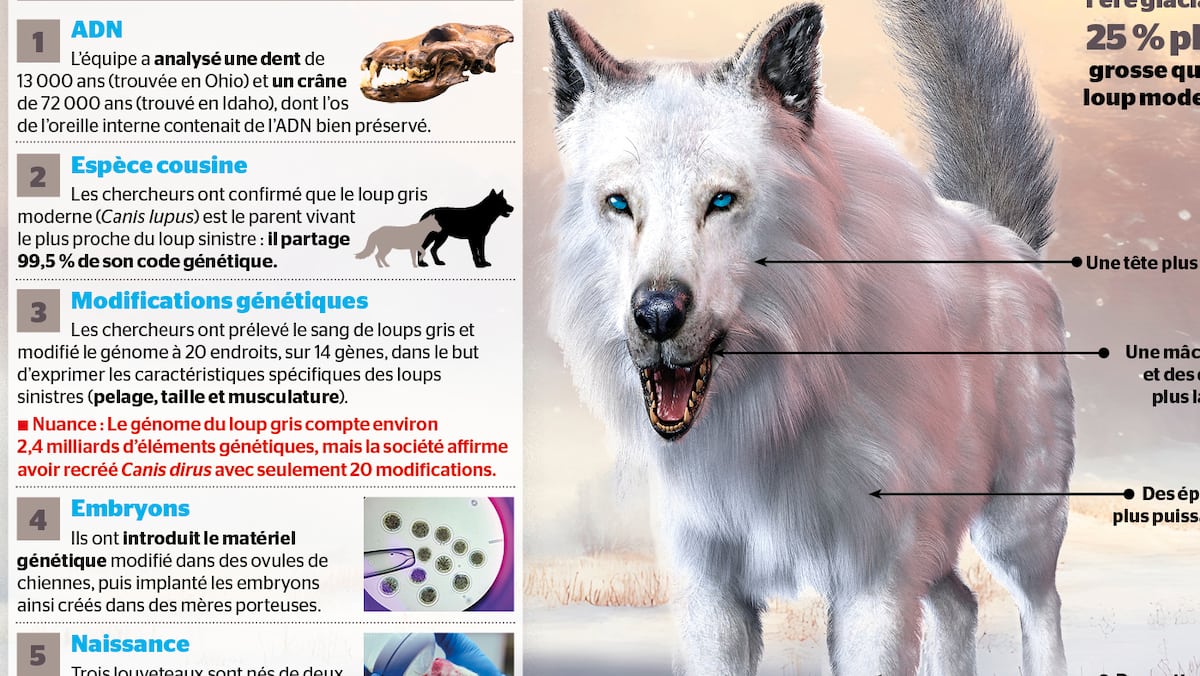 Comment ils ont (soi-disant) ressuscité le «loup sinistre», étape par ...