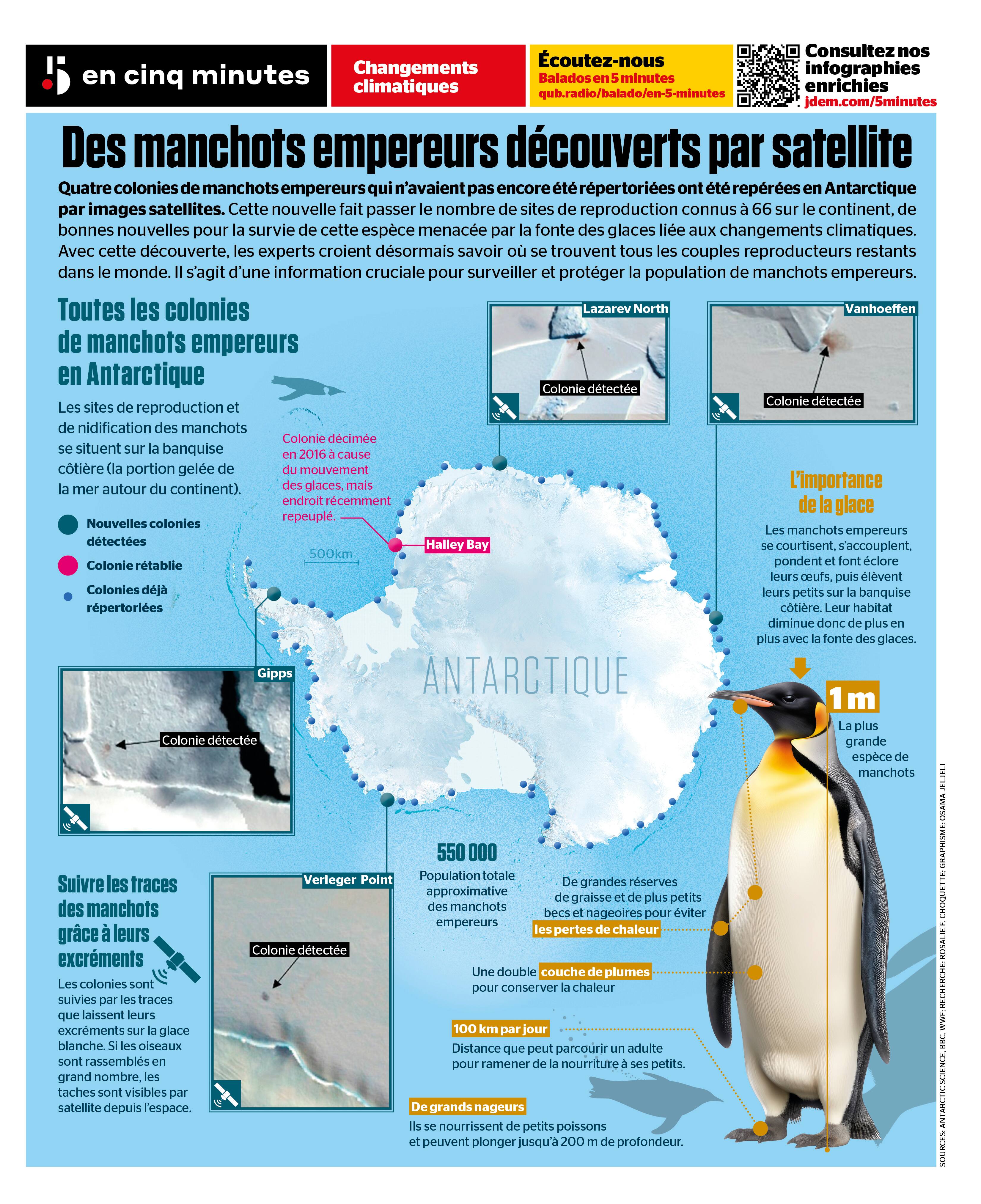plongée avec les manchots empereurs