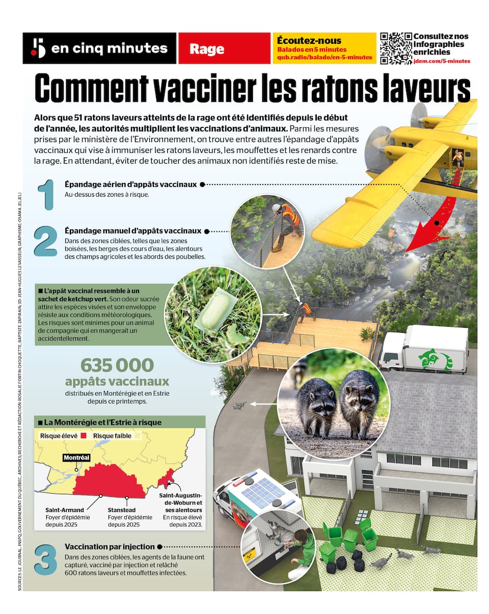 INFOGRAPHIE | Rage: comment on vaccine les ratons laveurs | JDM