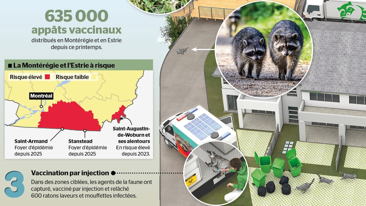 INFOGRAPHIE | Rage: comment on vaccine les ratons laveurs | JDQ