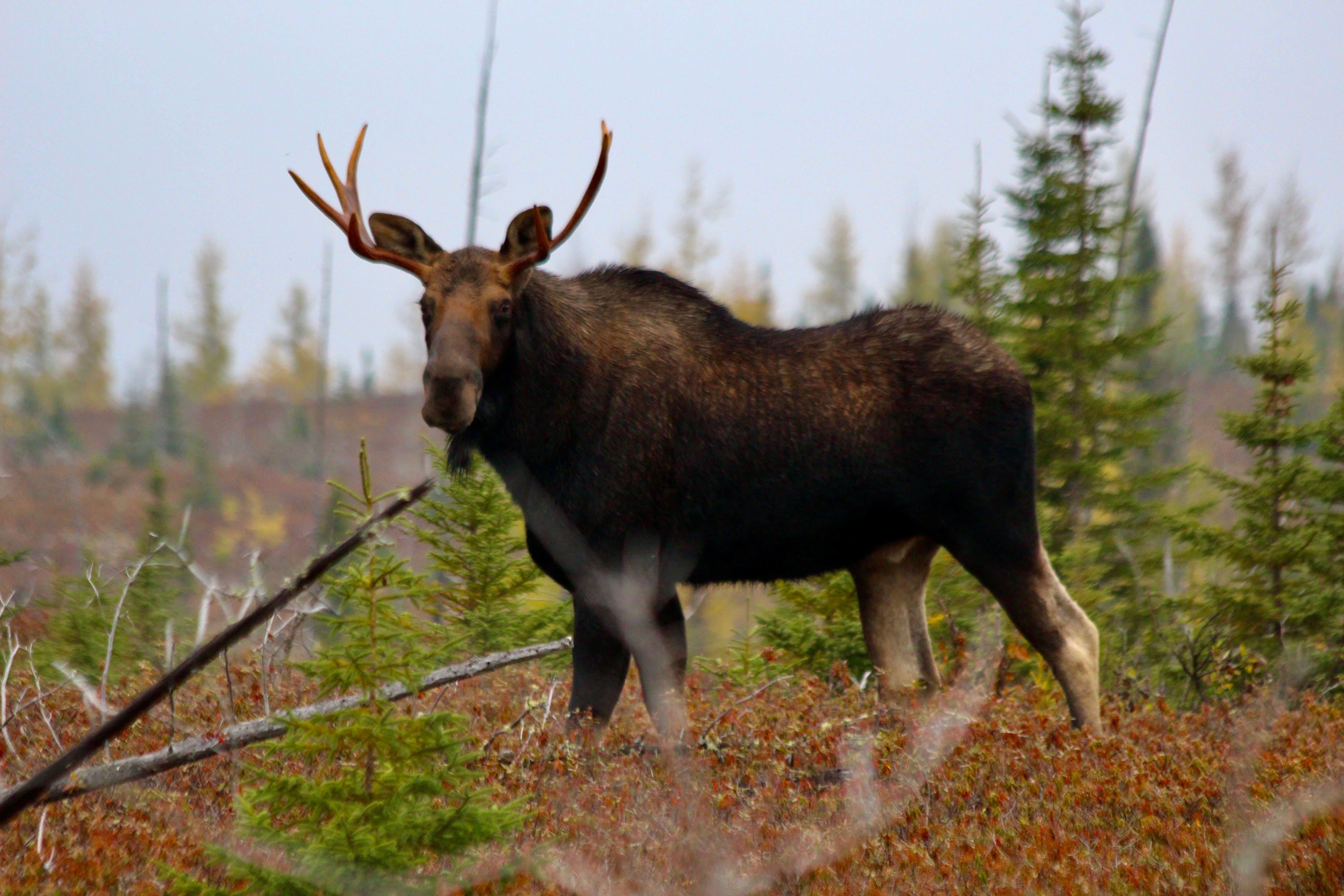 Des biologistes demandent l’aide des chasseurs d’orignaux