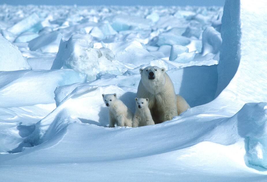 Image principale de l'article Qu’est-ce qui se passe avec les ours polaires?