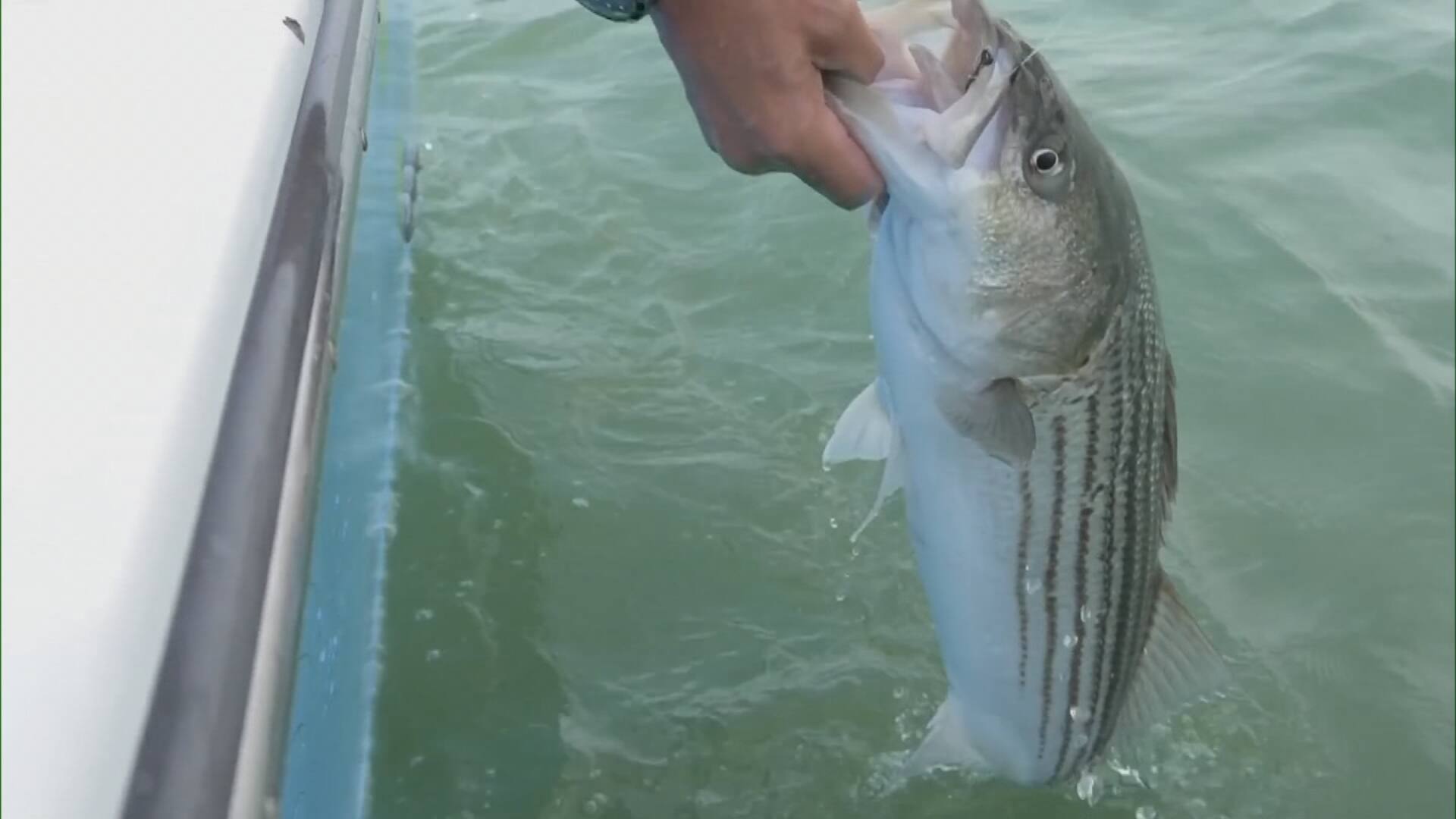 Le bar rayé divise les pêcheurs | TVA Nouvelles
