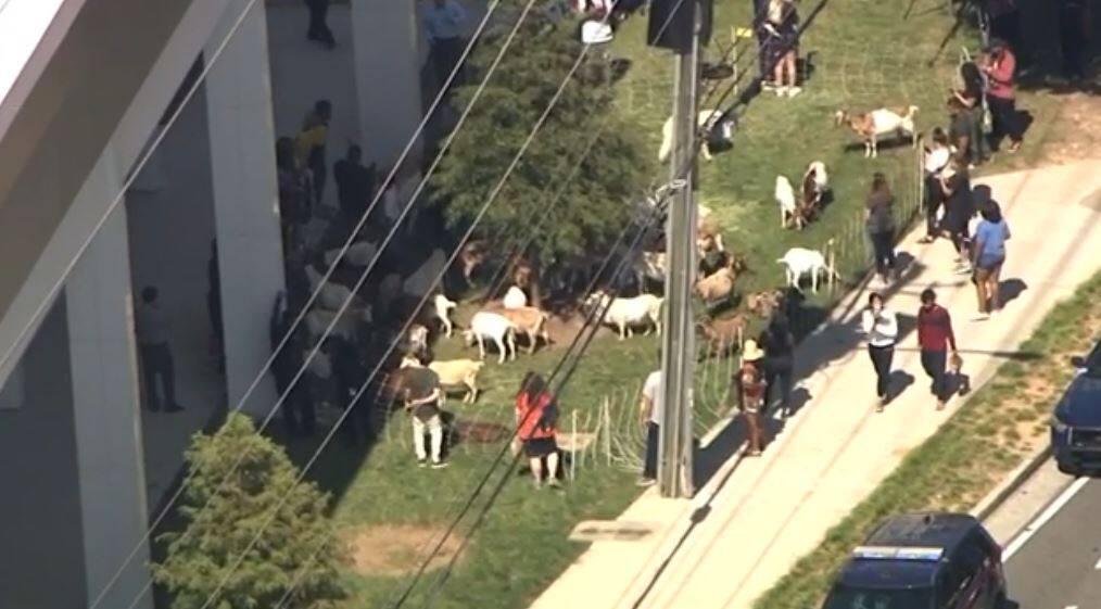 EN IMAGES | Un troupeau de ch&egrave;vre en libert&eacute; en pleine ville